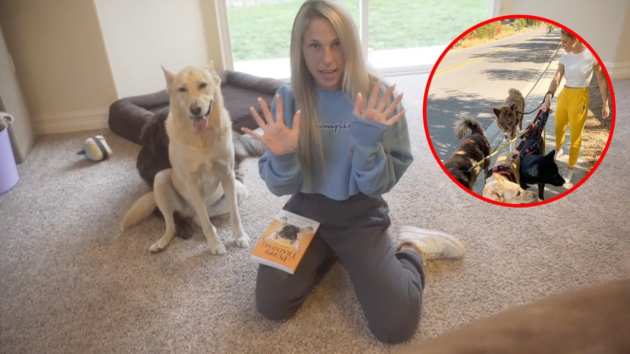 THE 10 COMMANDS EVERY DOG SHOULD KNOW (HOW MANY DO MY DOGS KNOW?!) | Kaelin And Her Pups 023