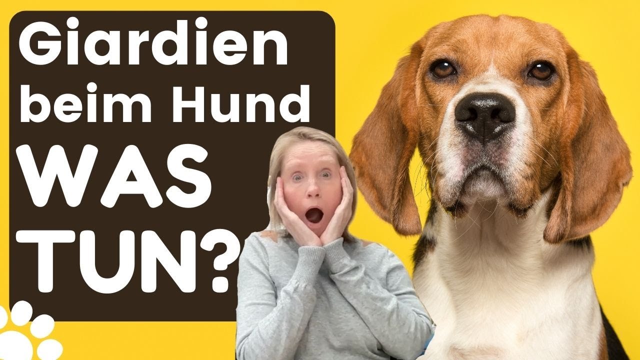 Giardien beim Hund 🐶 Was kannst Du tun?  Symptome, Behandlung & Vorbeugung