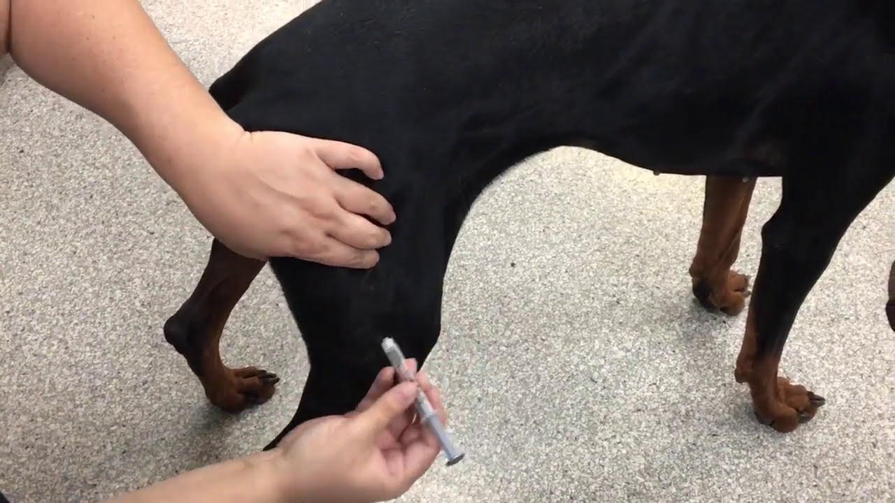 IM Injection (simulated)