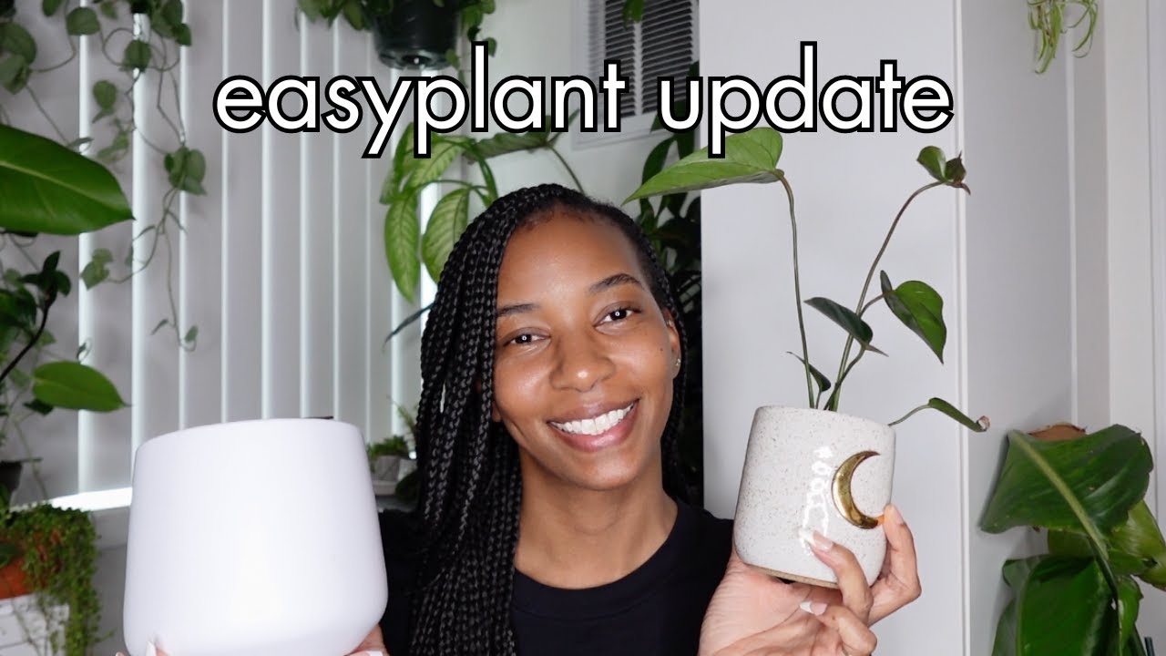 easyplant.com review follow up | anthurium black update