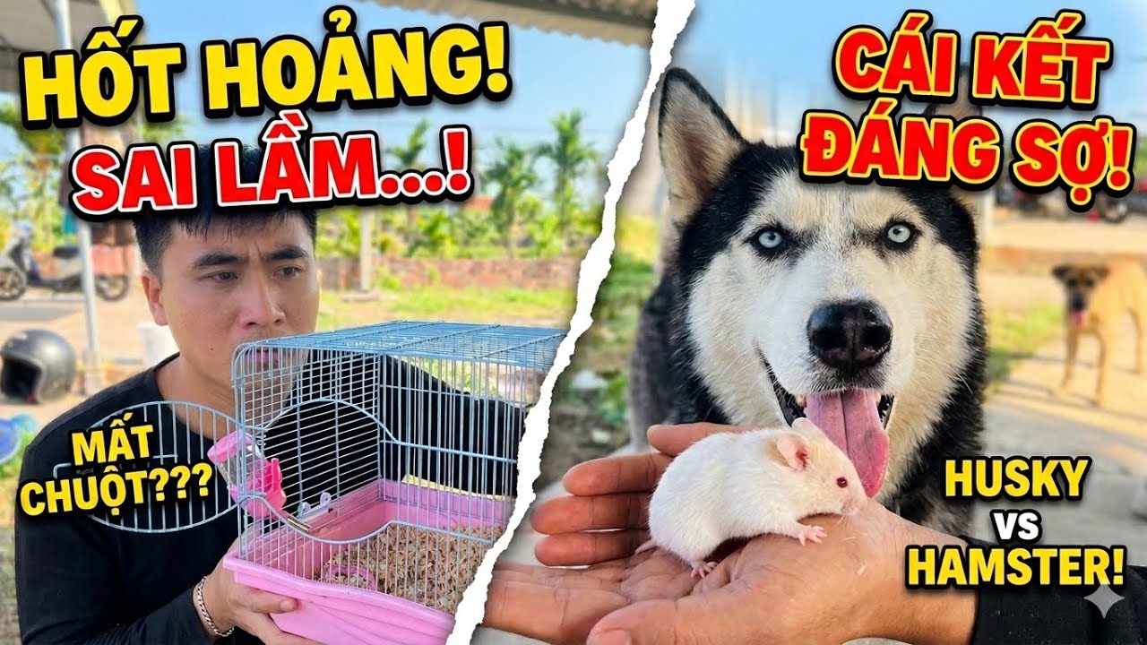 Sai Lầm Của Toàn Ngơ | Vô Tình Để Ngáo Husky Nuốt Chửng Chuột Hamster Của Anh Dương KC