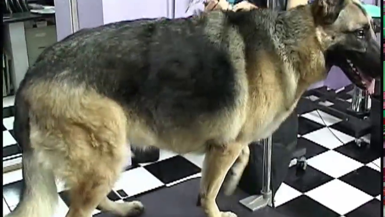 How to Groom a German Shepherd OnlineGroomingSchool.com