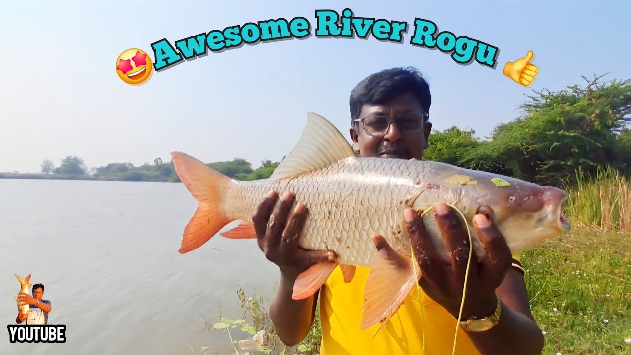 😍மீண்டும் பாலாற்றில் பெரிய ரோகு மீன் 🔥Again we catched big size ROGU fish from Palar/vol-111❤️💯