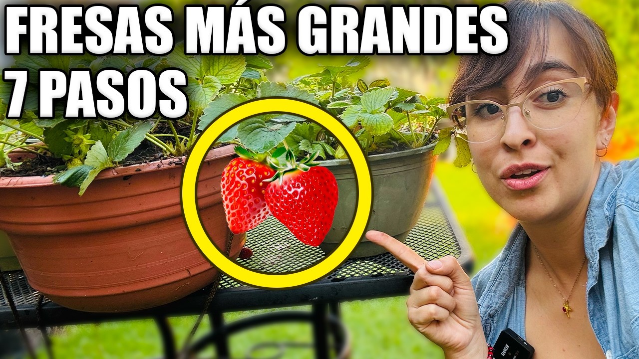 ¡FRESAS PEQUEÑAS! 7 errores que te dejan sin cosecha 🍓❌