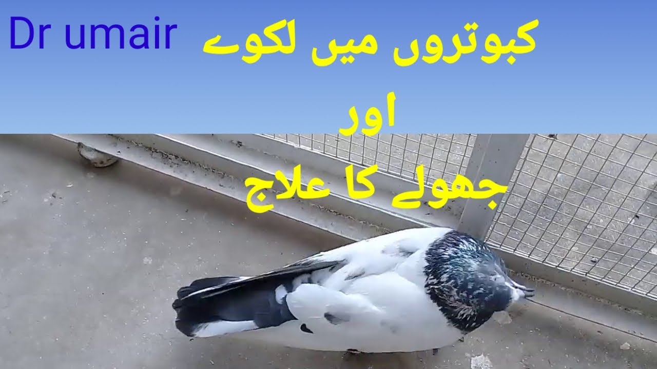 Treatment of neck paralysis in pigeon || کبوتروں میں لکوے اور جھولے کا علاج || Dr umair |