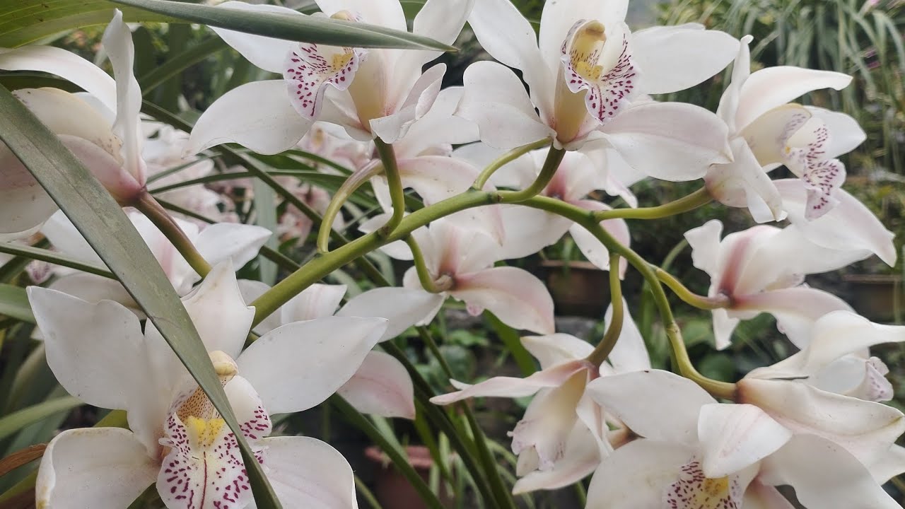 White Cymbidium Orchid