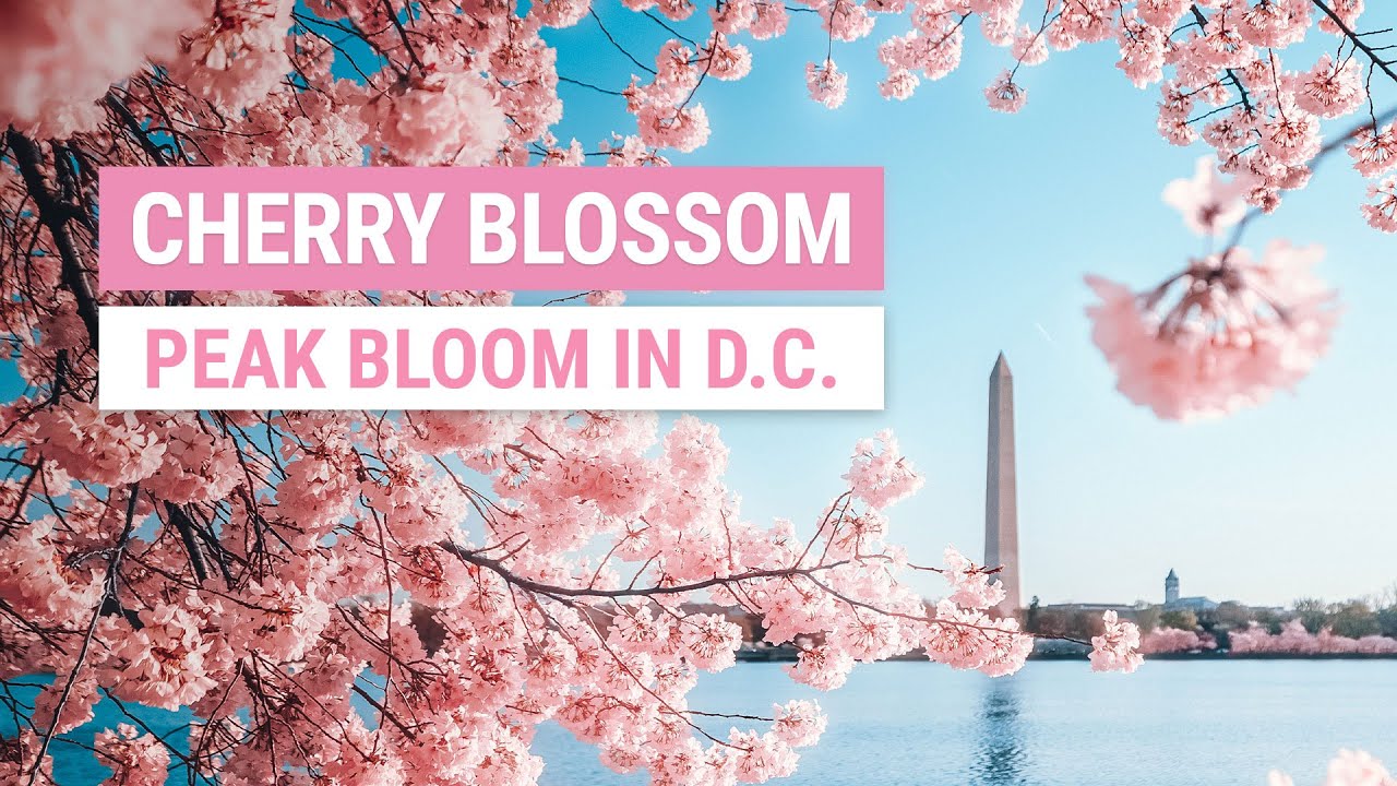 DC Cherry Blossoms Photography (Peak Bloom) 🌸