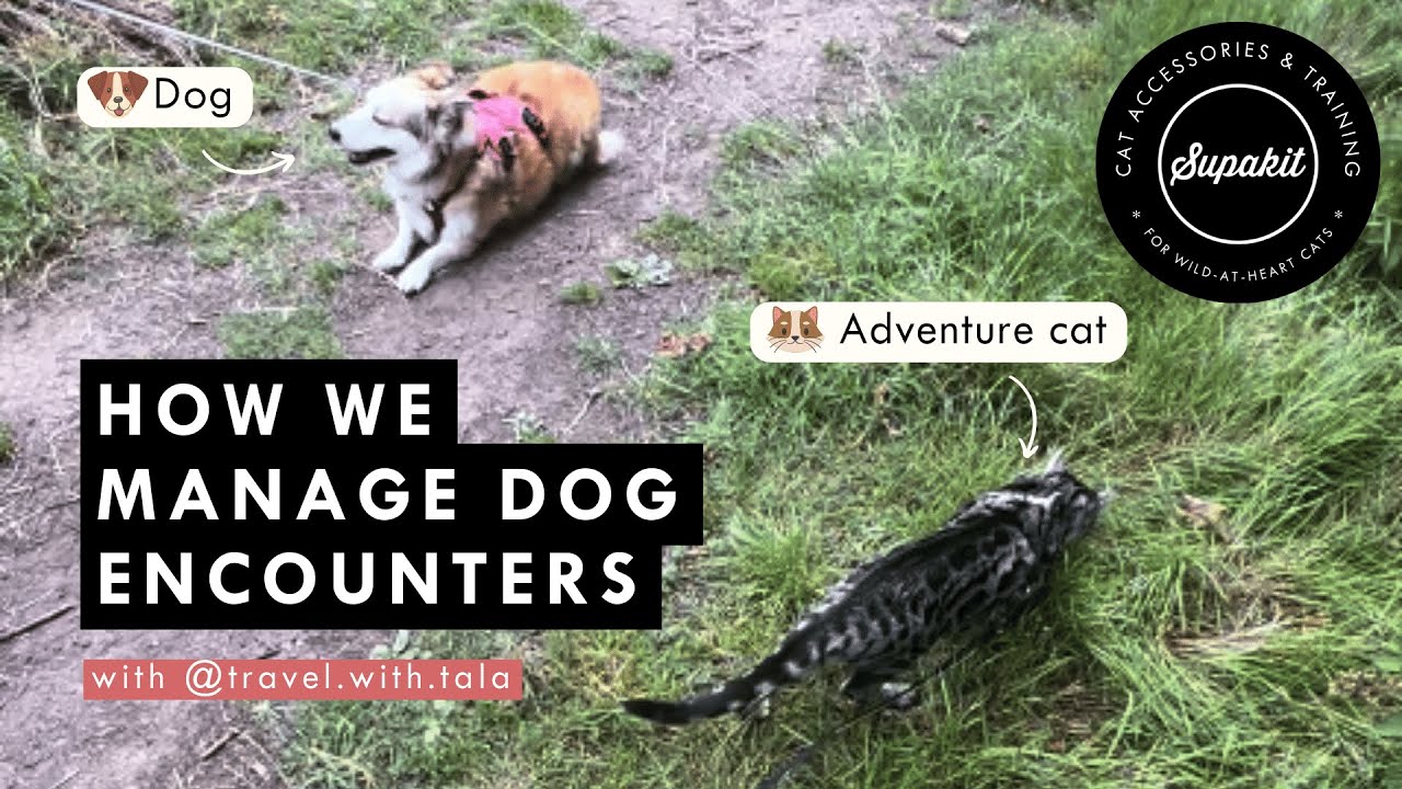 Encountering Dogs When Walking Your Cat – Supakit Community Experts