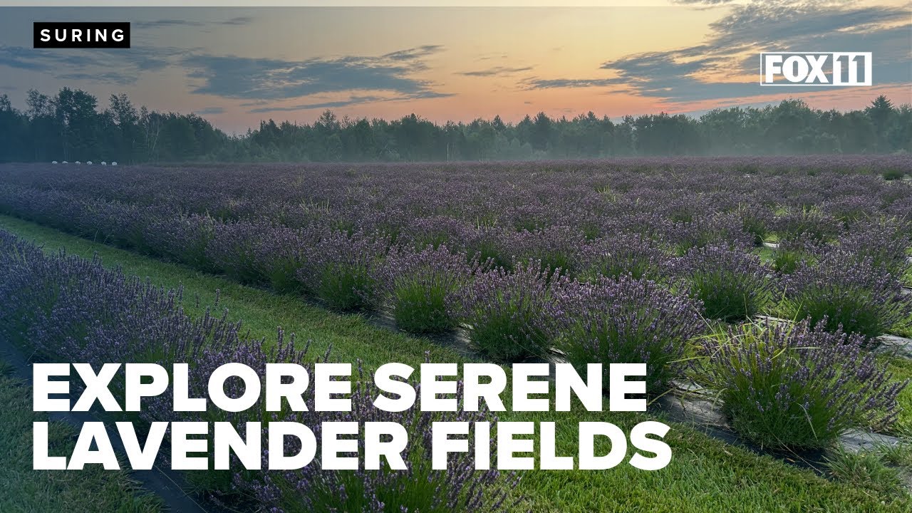 Lavender fields in Oconto County