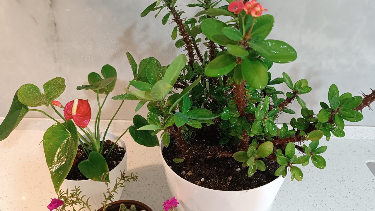  BalkondaSon Bahar Bakımı Dikenler tacı saksı Değişimi #plants #aboneol #çiçek #keşfetbeniöneçıkar #