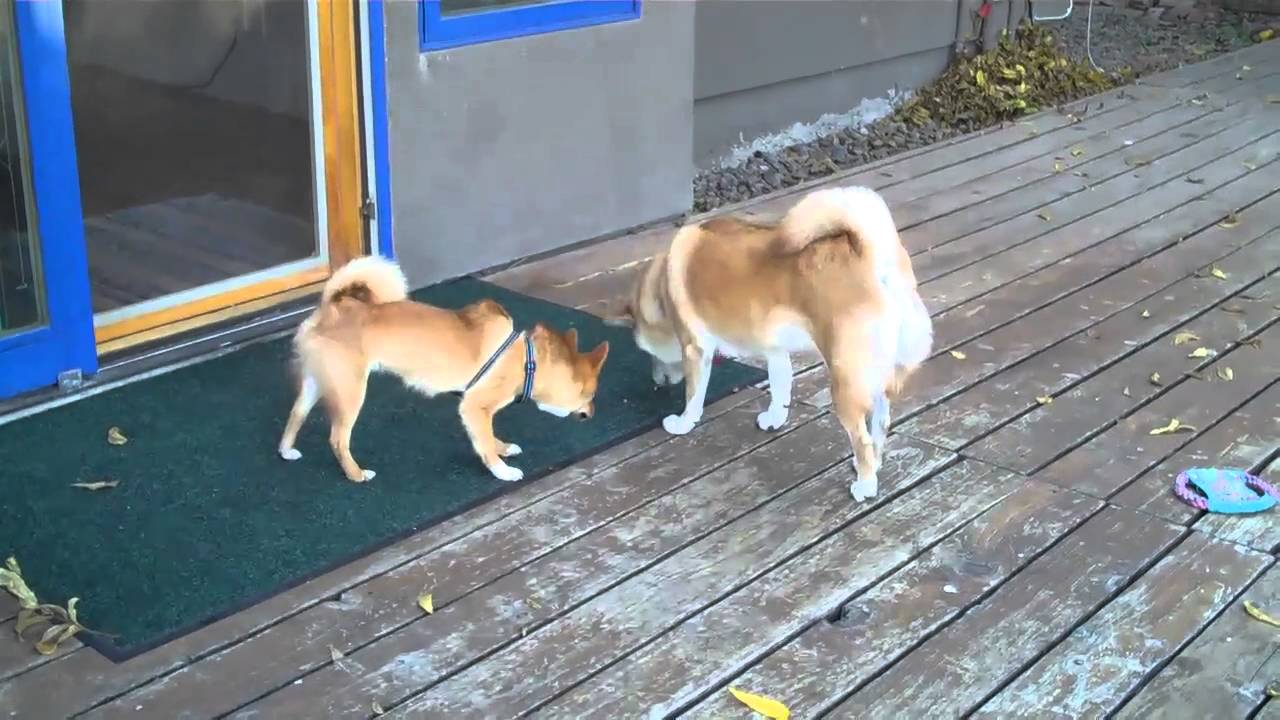 Mika and Taro - 2 shiba inus on a play date