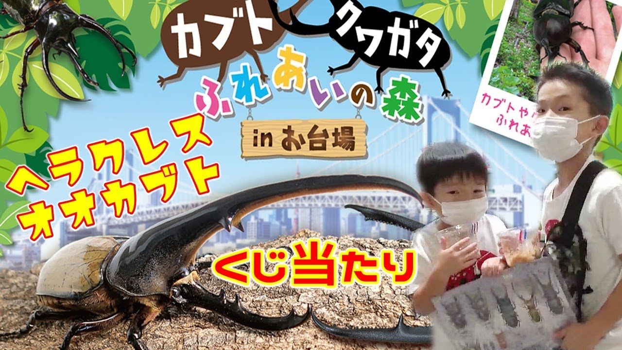 世界のカブトムシ＆クワガタ ふれあいの森 【東京お台場】