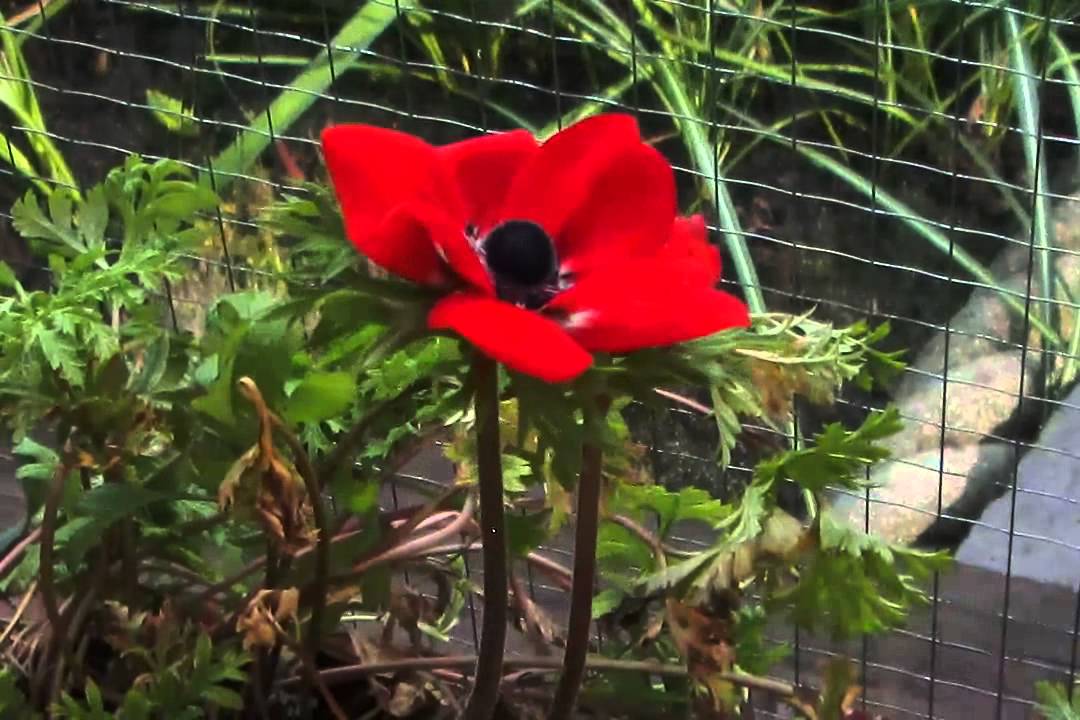 Anemone coronaria 'Hollandia'
