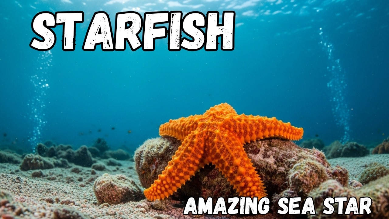 Everything You Didn't Know About Starfish