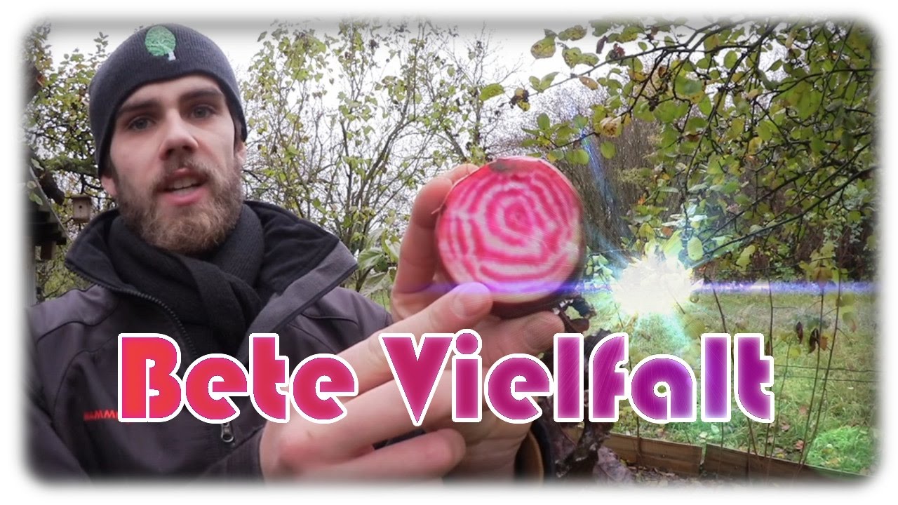 Bete Vielfalt | Weiße, gelbe, rote und geringelte Bete | Vorstellung von vier Bete Sorten
