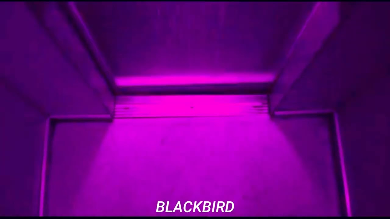 Elevator Days - The Backseat Lovers (Subtitulada al espa&ntilde;ol)