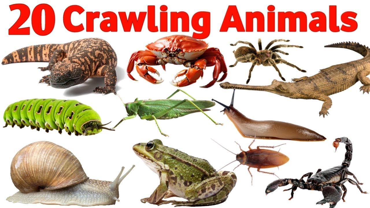 Crawling Animals Names for kids | Learn Crawling Animals for Kids and Preschool Toddlers|