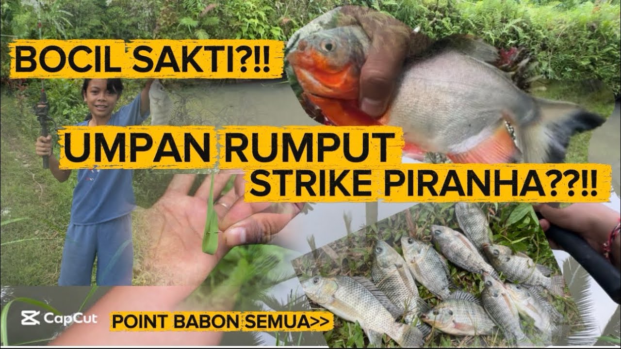MANCING BERSAMA BOCIL SAKTI DAPAT BABON⁉️⁉️#mancingmania #shortvideo #mancing 