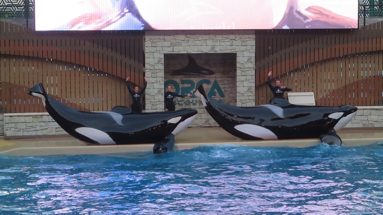 Orca Encounter | Full Show at SeaWorld Orlando 12/6/25 (1)