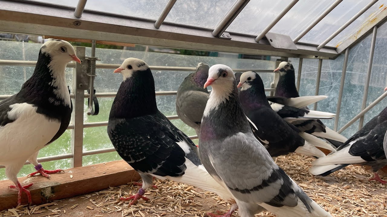 Closer LOOK at GEORGE MASON’S Breeders & Flyers 🔥 👀 - Birmingham Roller Pigeons