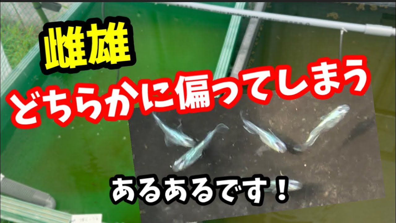 そろそろ次世代の針子をとりたいところですが、、、【メダカ】