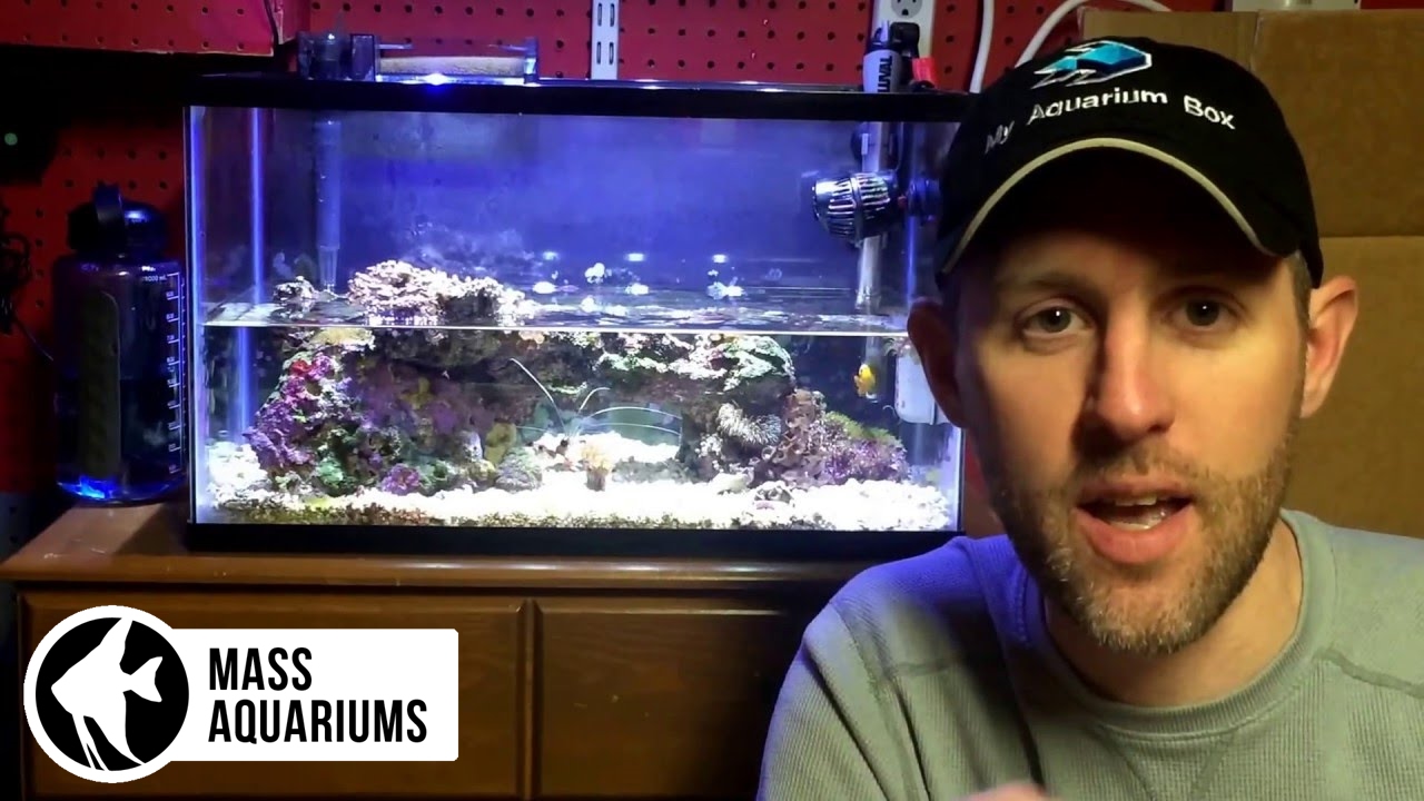 10 gallon Reef Tank: Water Changes and Maintenance Tips. Saltwater Aquarium Tips, No Skimmer