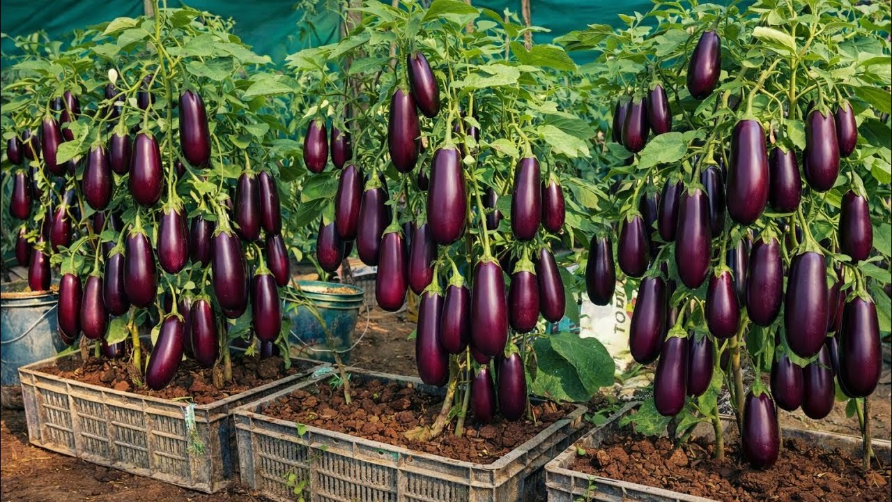 Brinjal Farming in Plastic Crates | High Yield Method
