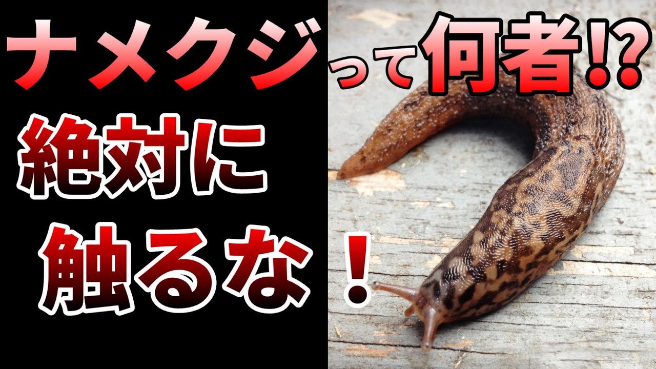 【ゆっくり】ナメクジを舐めるな！食べると昏睡する危険生物の生態とは⁉