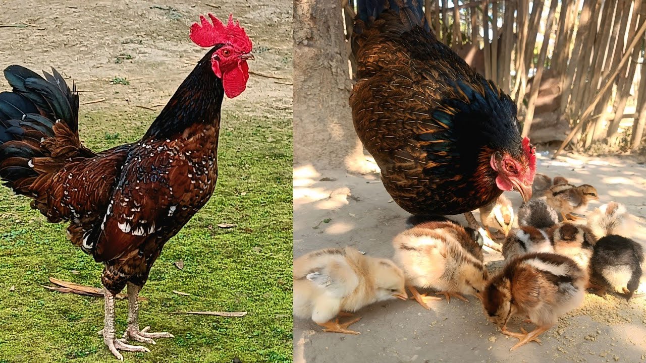 Best Quality Ka Chuja Chahie? To Bada Jaat Ka Murga Se Murgi Ko Crossing Karaea