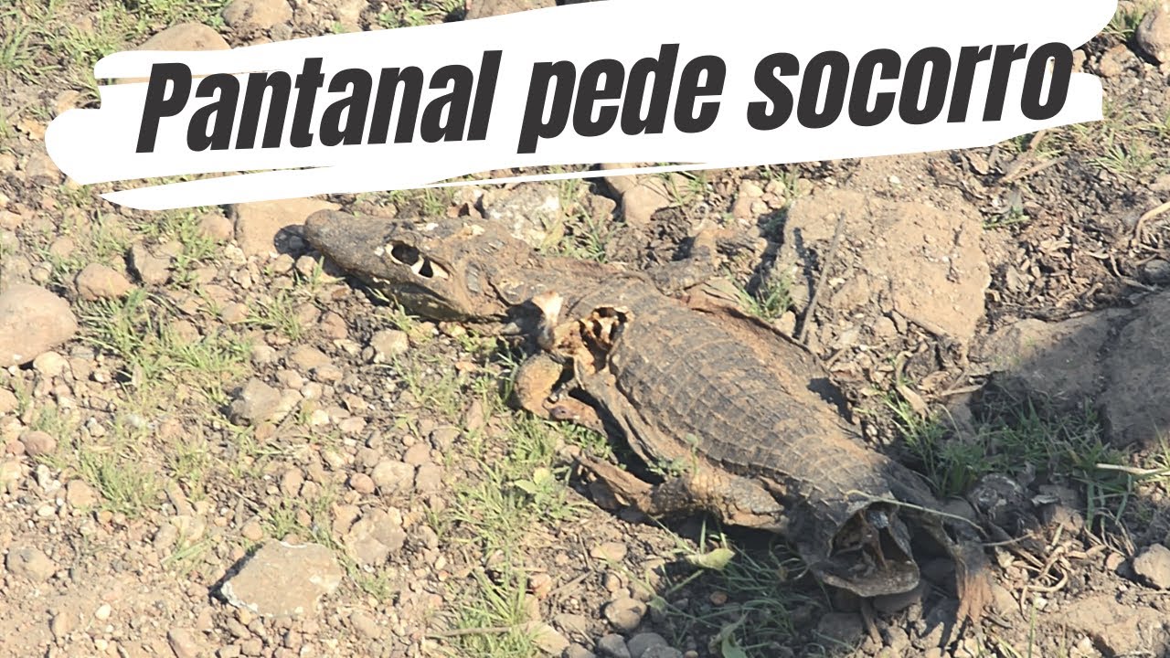 FOMOS PARA O PANTANAL NA PIOR SECA DA HIST&Oacute;RIA. COMO EST&Aacute; A RODOVIA TRANSPANTANEIRA?