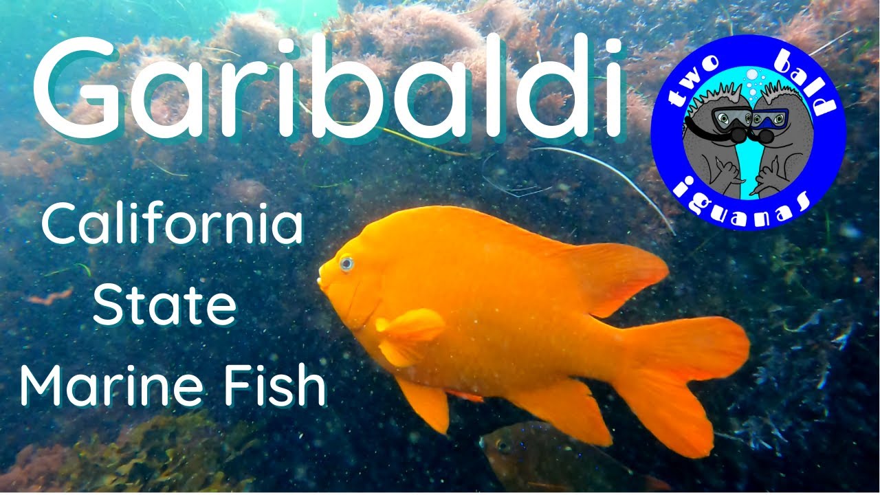 The Garibaldi: California Marine State Fish Facts!
