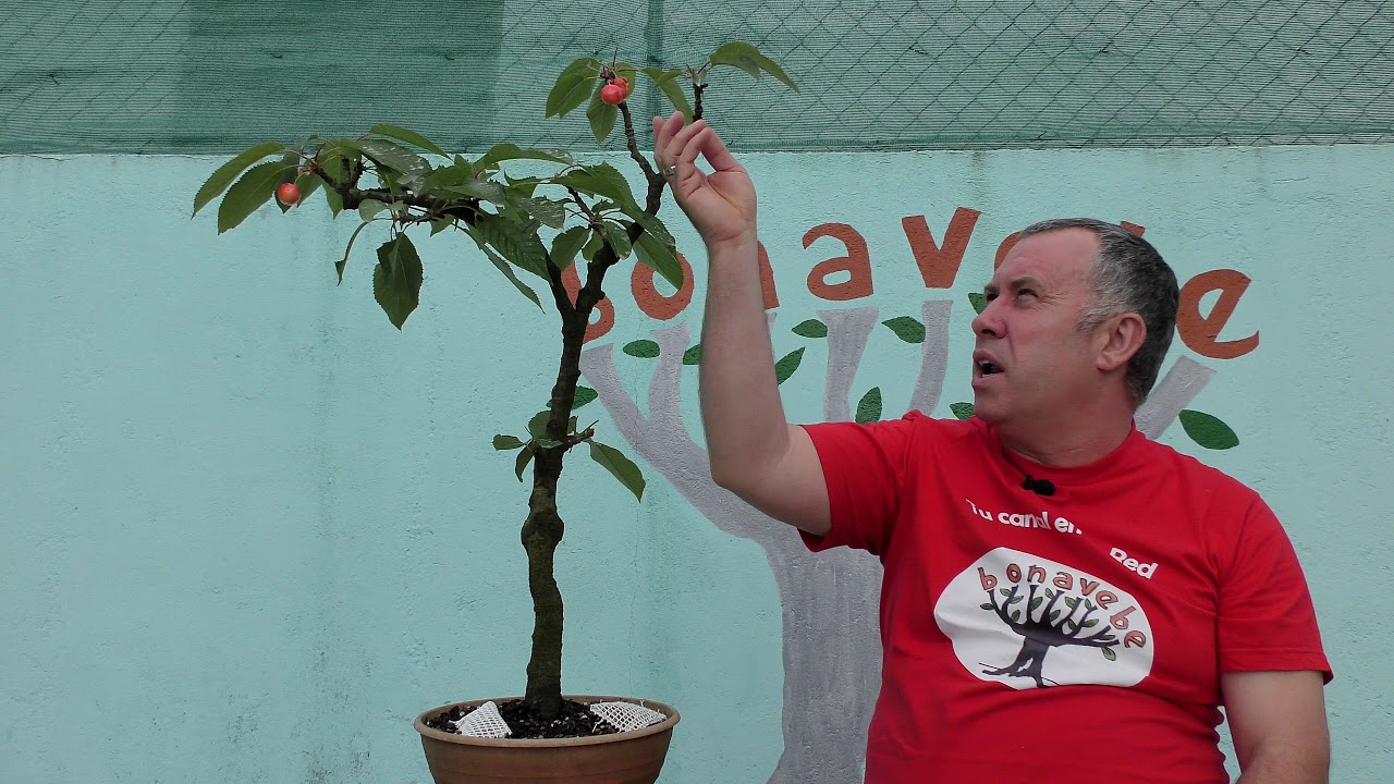 Cerezo en maceta con frutos primavera 2018.