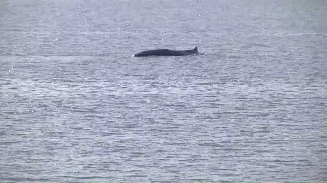 Sperm whale spotted in Mobile Bay in Montrose