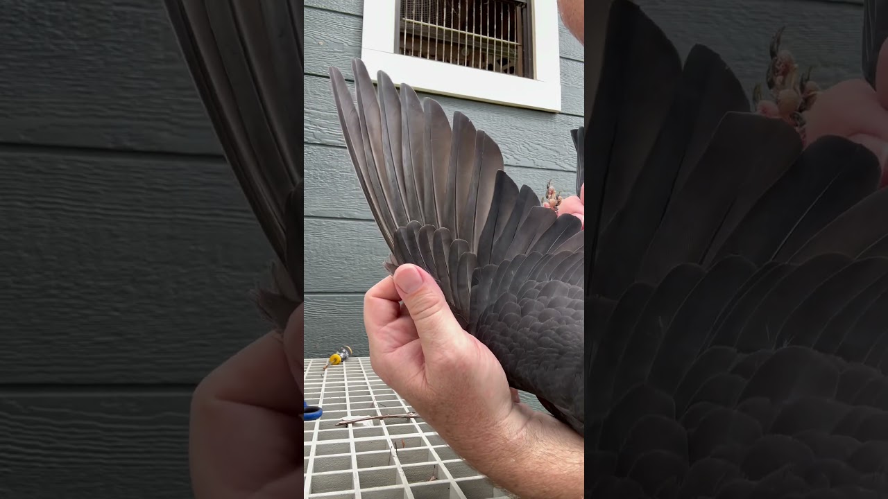 Can the sun damage feathers? Yes. #pigeon #kalapati #pigeonracing #paloma #kabootar #keratin