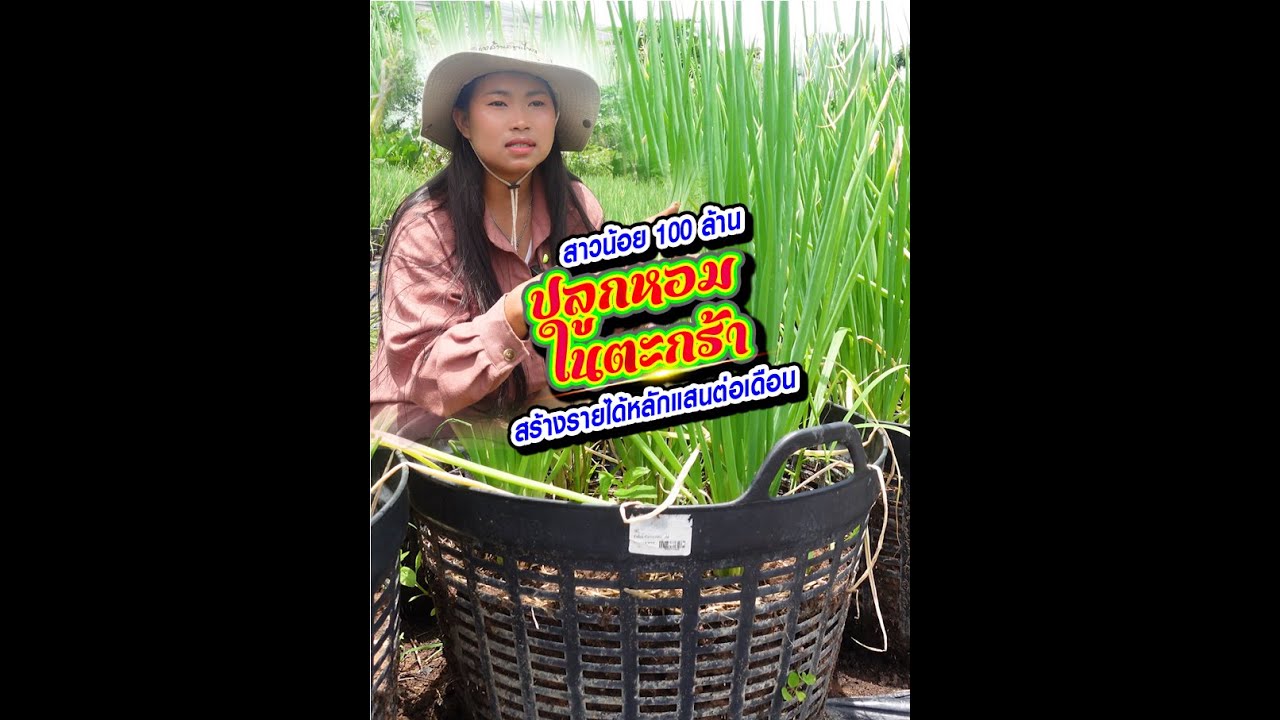 สาวน้อย 100 ล้าน ปลูกหอมในตะกร้า สร้างรายได้หลักแสนดูคลิปนี้แล้วอย่าถามว่าปลูกแล้วไปขายที่ไหน
