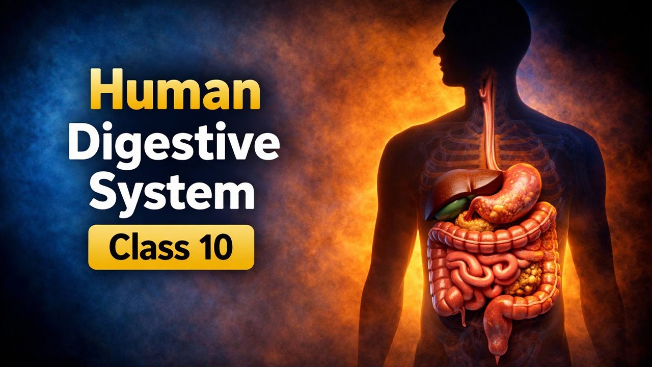 Human Digestive System Explained | Science | Digestion in Humans (NCERT + Diagrams)