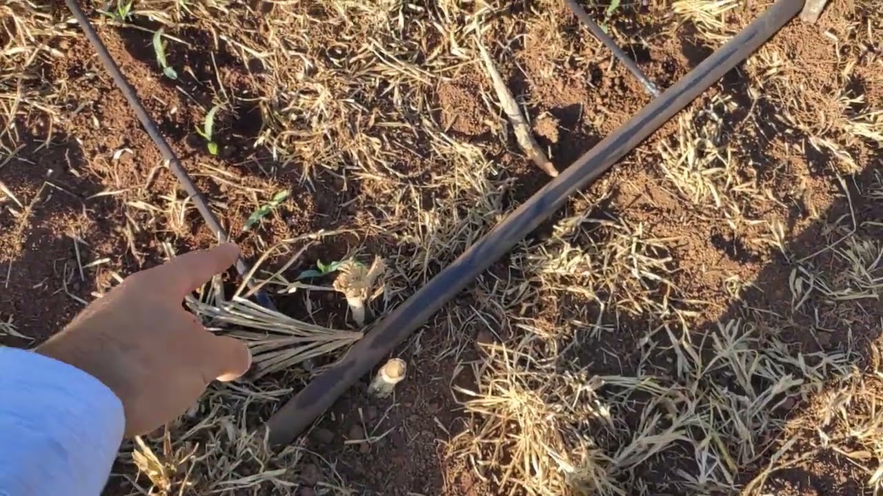 Mangueira preta de 2 polegadas na irrigação por gotejamento. Irrigação de baixo custo