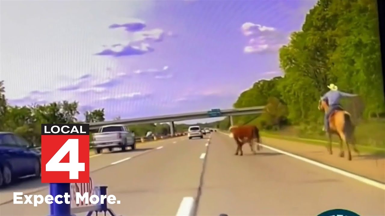 Cow chase: Meet the cowboy who lassoed a runaway cow on I-75 in Oakland County