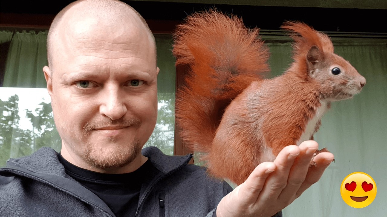 Спасённая белка отказывается покидать человека, который её спас 🐿️