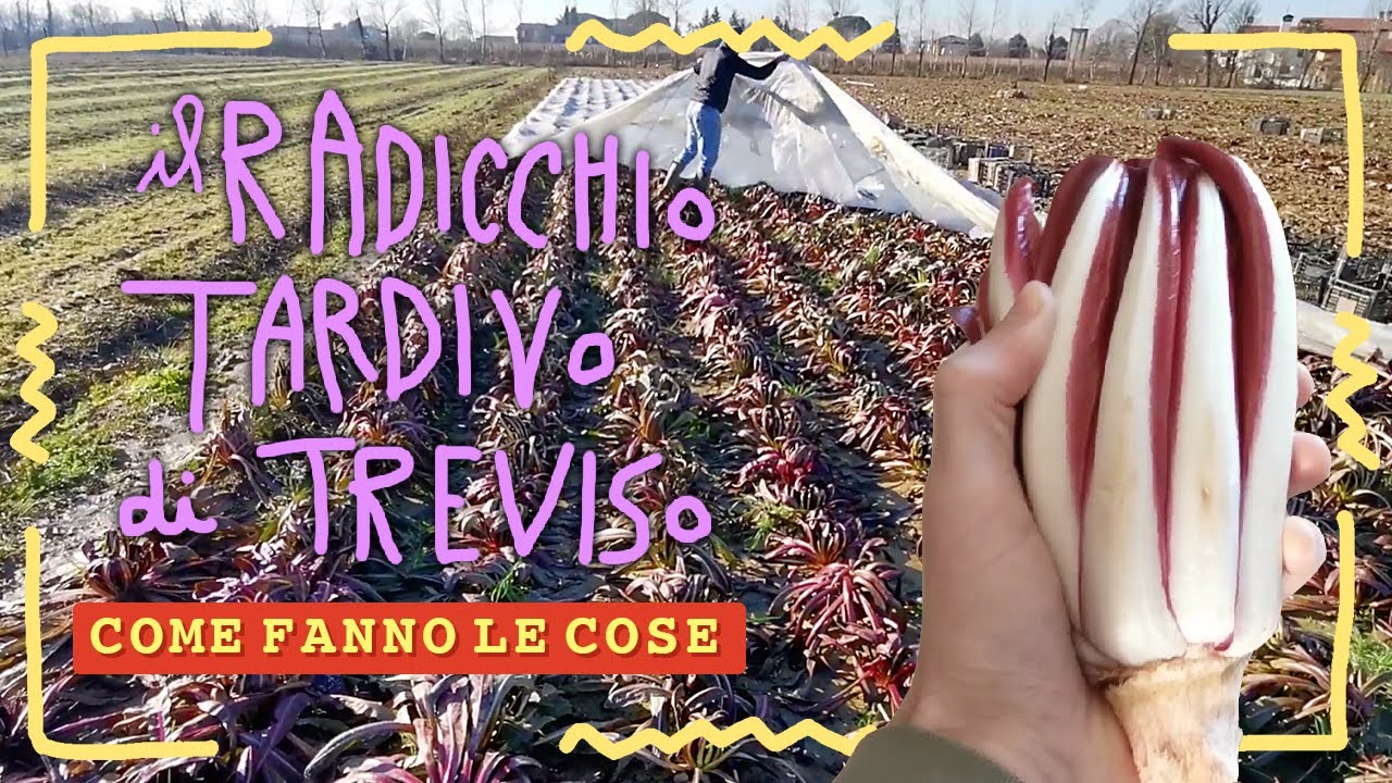 Come fanno IL RADICCHIO TARDIVO DI TREVISO