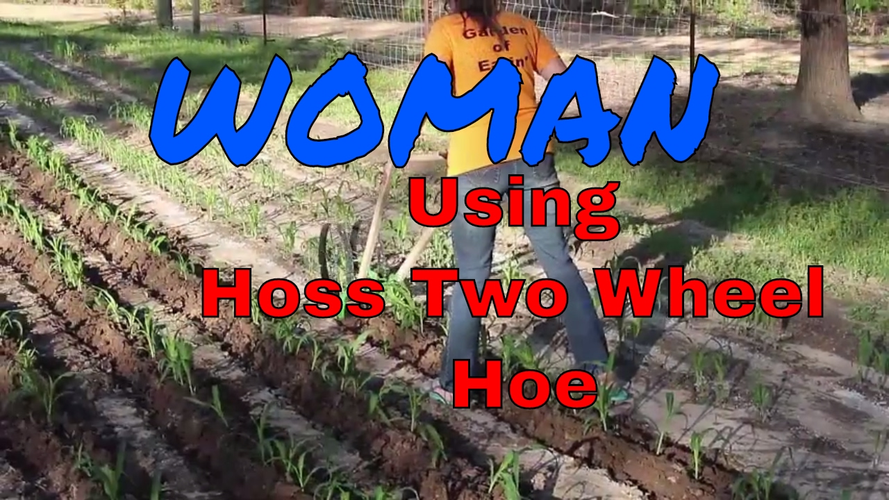 Woman Using Two Wheel Hoe |Plowing Sweet Corn | Hoss Tools