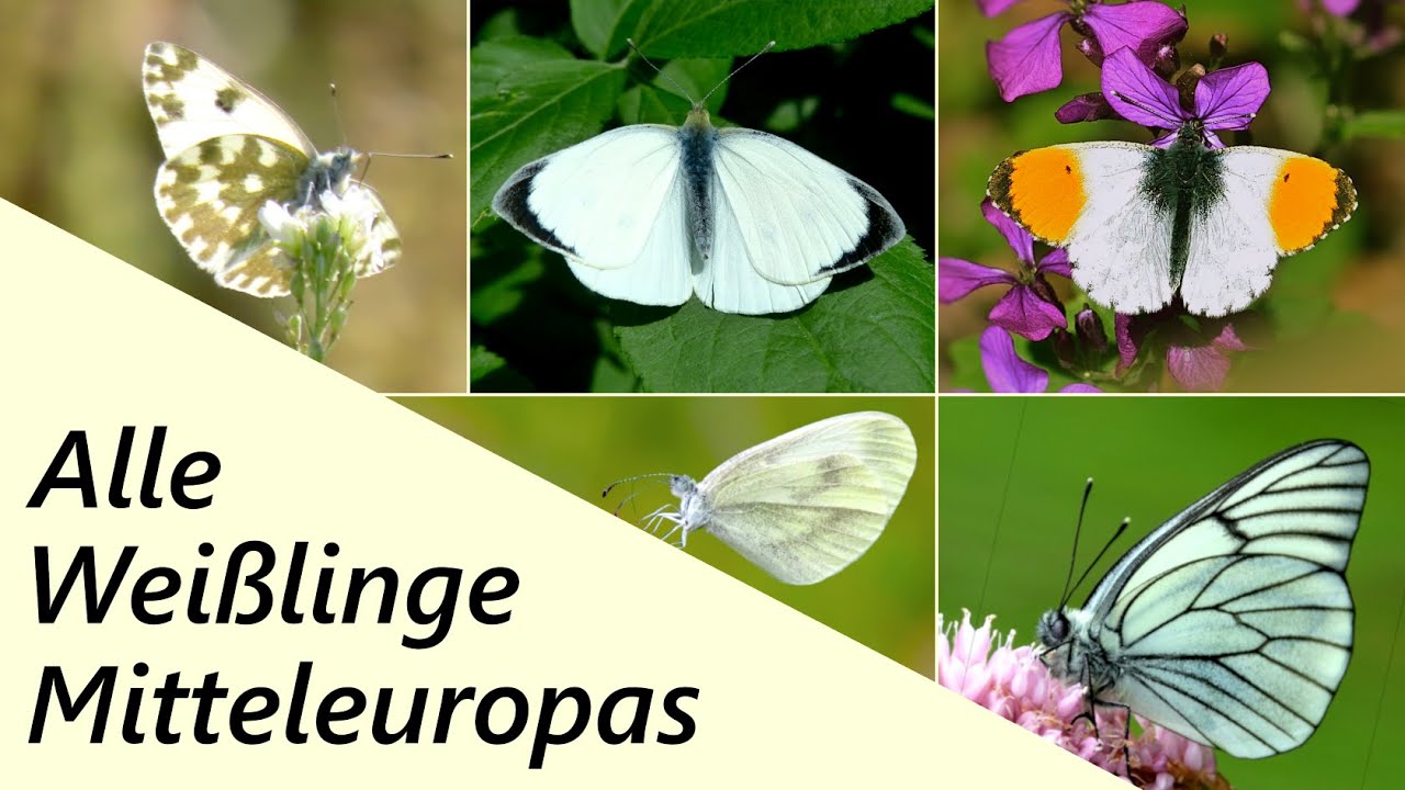 Alle 14 Weißlinge Mitteleuropas (ohne Gelblinge)