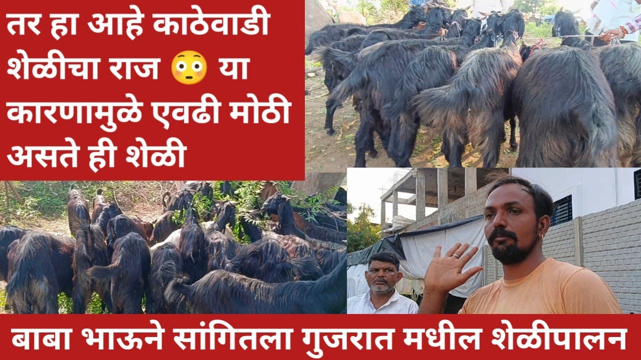 तर हा आहे काठेवाडी शेळीचा राज 😳 बाबा भाऊने सांगितला गुजरात मधील शेळीपालन | चाळीसगाव बकरी बाजार