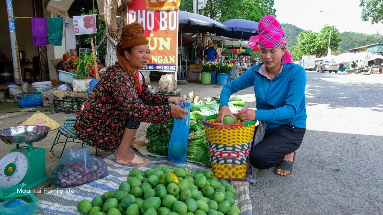 Harvesting Round Mangoes to Sell at the Market, Exploring the Mountain Village Market