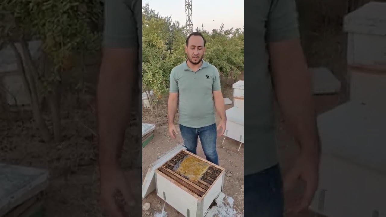 كيفية التعامل مع النحل في درجات الحرارة المرتفعة🌡️🌡️🌡️🌡️🐝🐝🐝🐝🐝