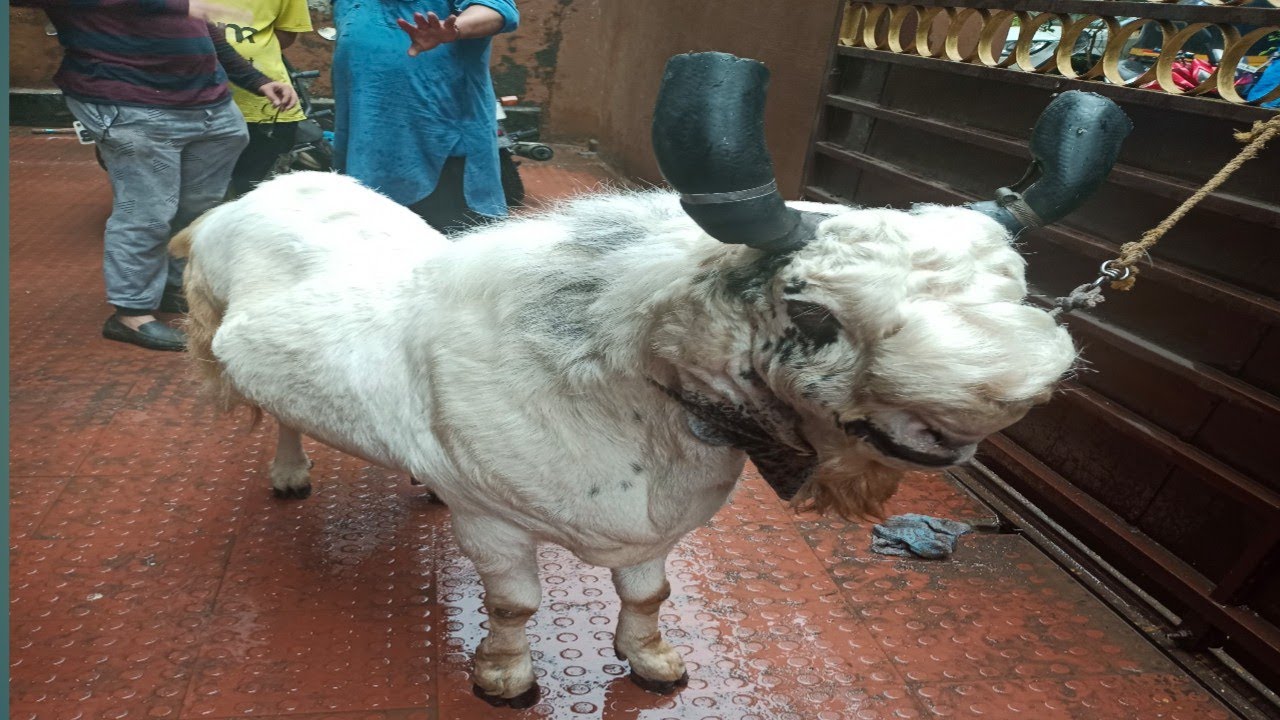 takoli mohalla bakra eid special 2022/Mumbai ke sabse khatarnak bakre/