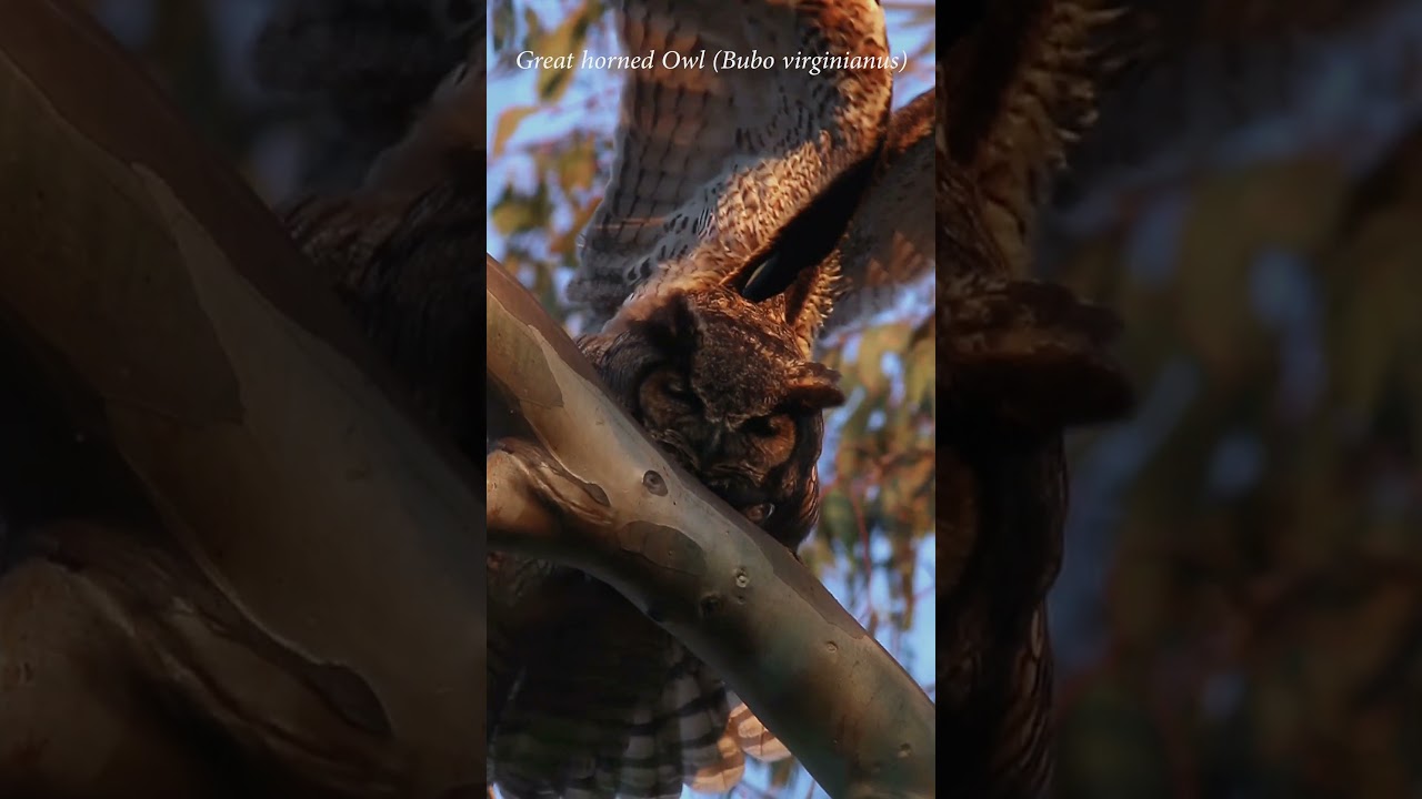 Great horned owl stretches its wing 