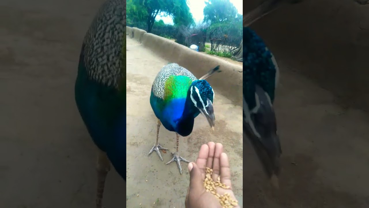 peacock beautiful 