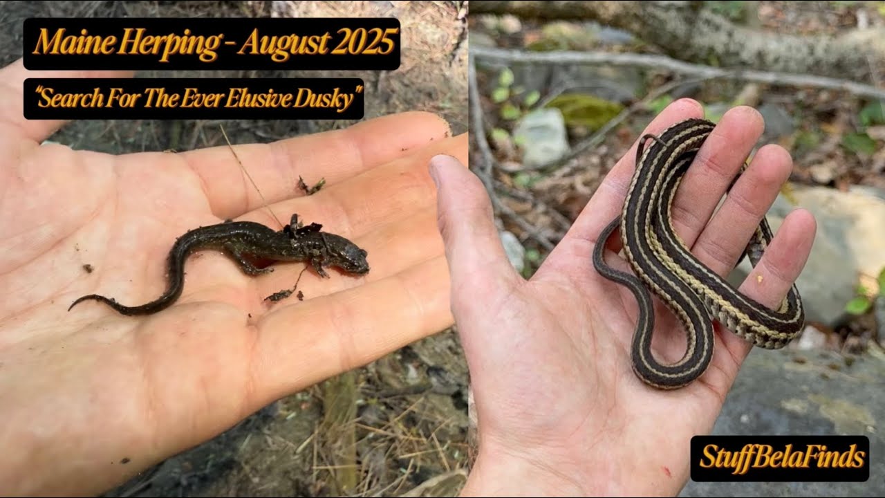 Finding Duskies, 2-lined, and Redbacks in a Dried Up Creek Bed | Maine Herping