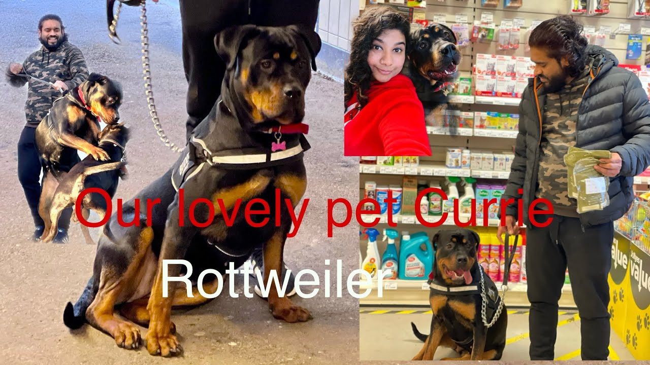 Rottweiler dog